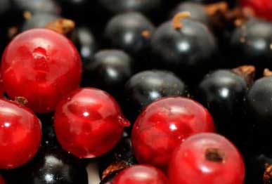 Berry fruit plants