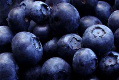 Highbush blueberry