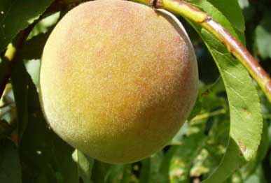 Peach fruit plants