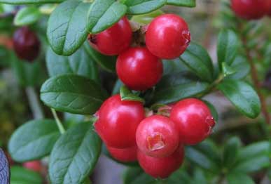 Cranberry plants