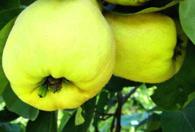 Quince fruit plants