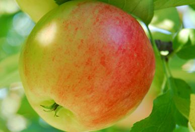 Apple fruit plants