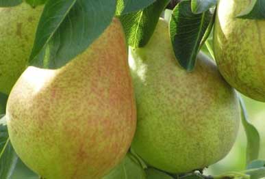Pear fruit plants