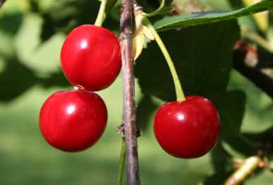 Dwarf fruit plants