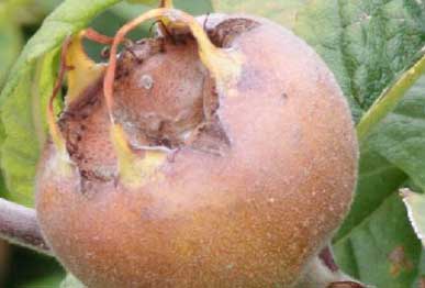 Medlar fruit plants