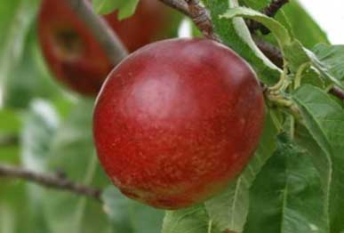 Nectarine fruit plants