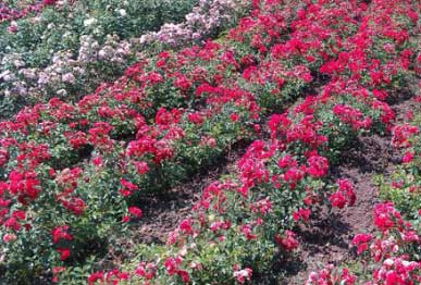 Rose plants