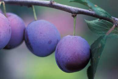 Plum fruit plants