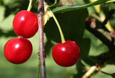 Sour cherry fruit plants